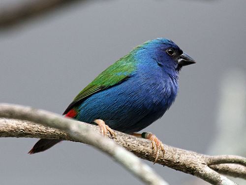 Tricolored parrotfinch